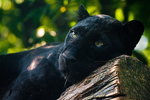 Panther,  Timber,  Lying,  Predator