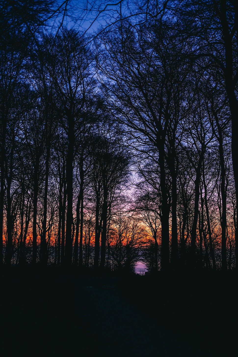 silhouette of bare trees HD wallpaper