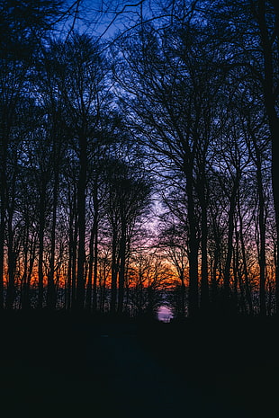 silhouette of bare trees HD wallpaper