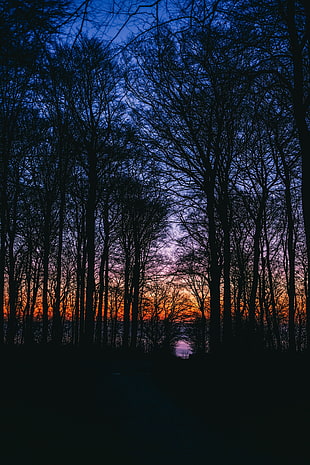 silhouette of bare trees