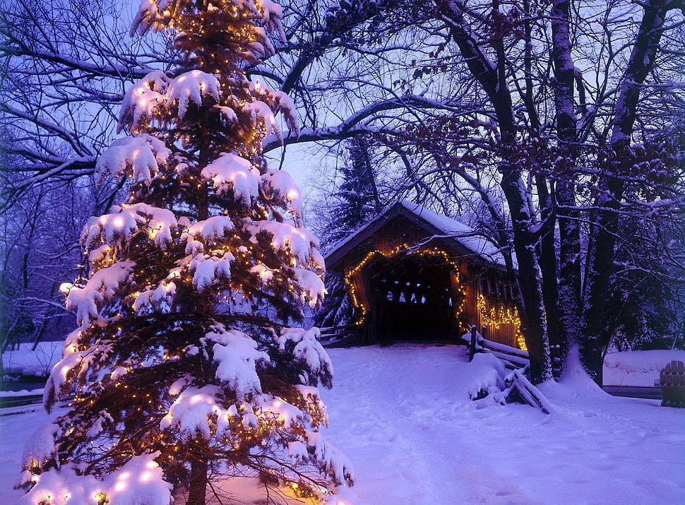 Christmas tree lighted outside house HD wallpaper