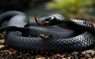 black snake, reptiles, snake, black, depth of field HD wallpaper
