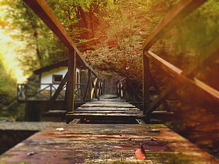 brown wooden bridge, nature, forest, landscape, bridge HD wallpaper