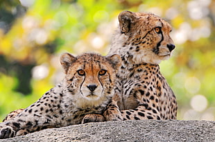 two Leopards in gray stone, cheetahs HD wallpaper