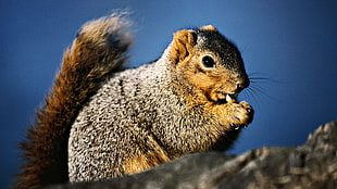 photo of squirrel eating