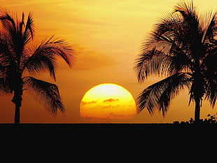 two coconut palm trees, sunset HD wallpaper