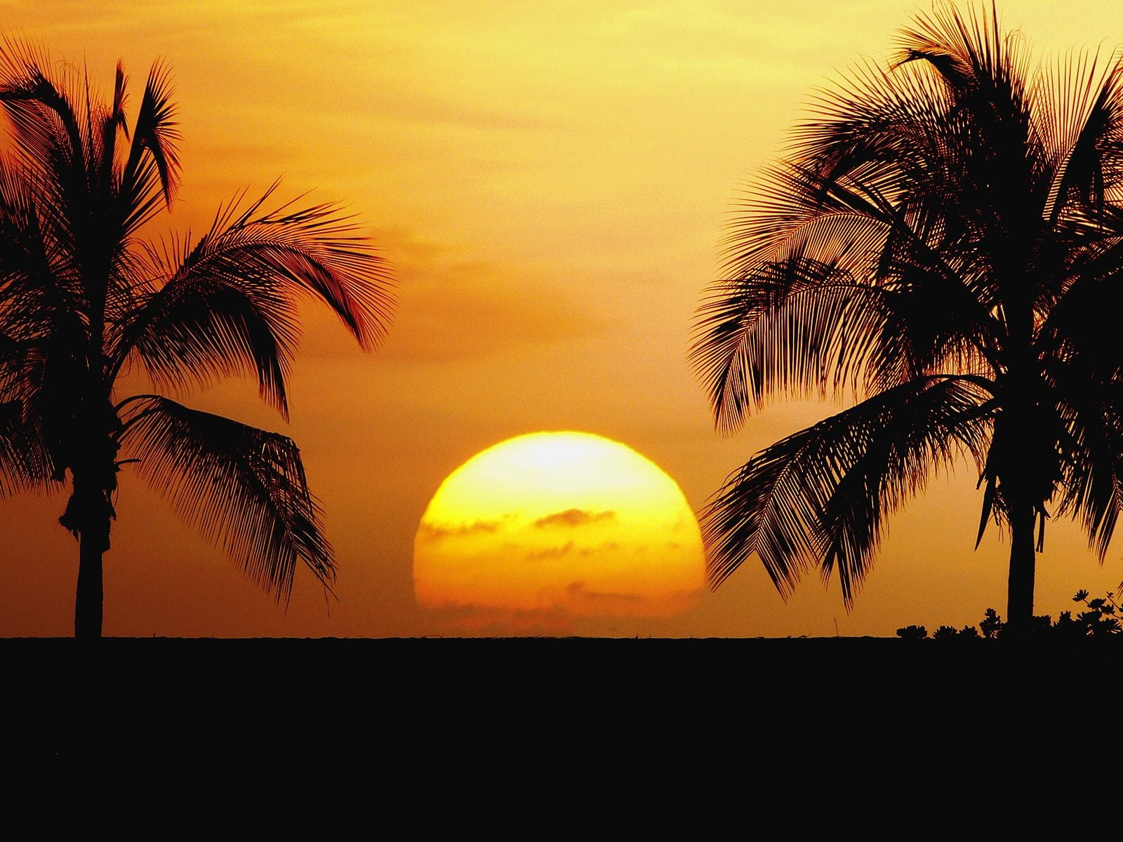 Two coconut palm trees, sunset HD wallpaper | Wallpaper Flare