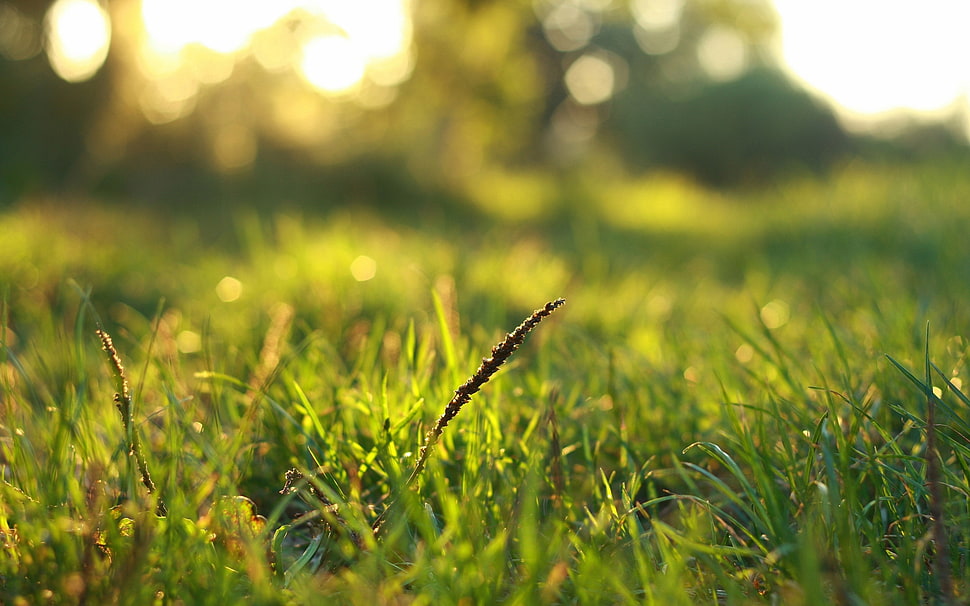 green grass field HD wallpaper