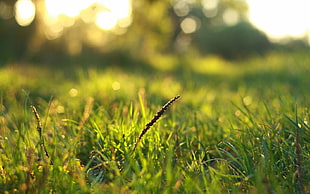 green grass field HD wallpaper