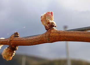 brown wooden branch with pink budding flower, riesling, lubiana, granton