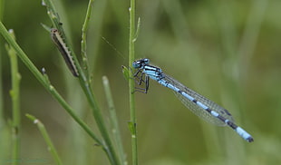 macro photography of blue dragonfly