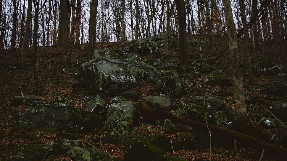 brown tree trunk, rock, forest HD wallpaper