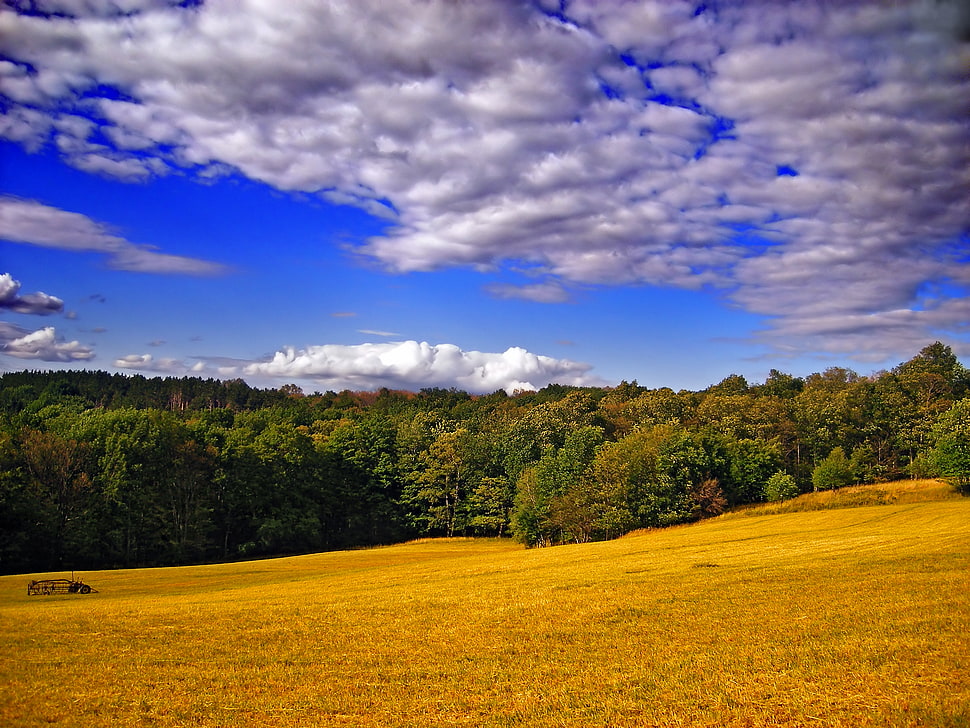 brown grass field leading to forest under stratus clouds HD wallpaper