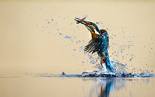 kingfisher came out of water holding fish painting, animals, birds, nature, kingfisher