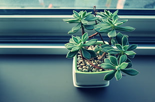 green potted succulent