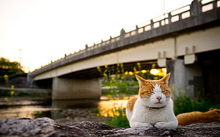 orange and white tabby cat resting near bridge in shallow focus photography