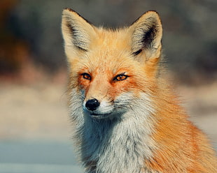 shallow focus photography of fox HD wallpaper