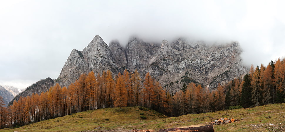 brown leafed trees during daytime HD wallpaper