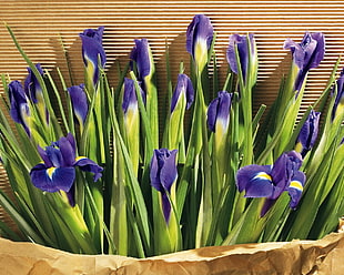 photo of purple and green flowers