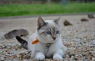 short-fur white and brown cat HD wallpaper