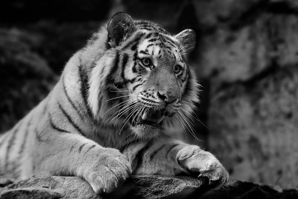 grayscale photo of Tiger HD wallpaper