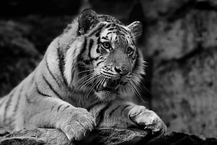 grayscale photo of Tiger
