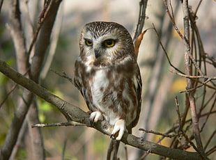 brown and gray barn owl