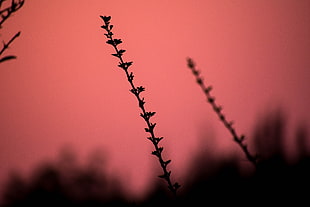 silhouette photography of flower