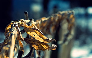 closeup photography of dried leaf on metal fence