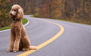 brown poodle on gray asphalt road