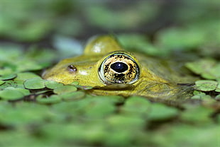 tilt shift lens photography of frog
