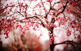 bokeh photography of cherry blossom