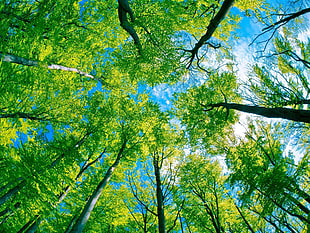 Wormseye view of tress during daytime HD wallpaper