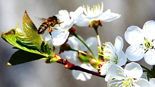 honeybee in flight near white petaled flower in closeup photo