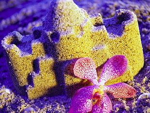 photography purple periwinkle petal on gray castle sand