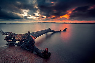 bare tree, landscape