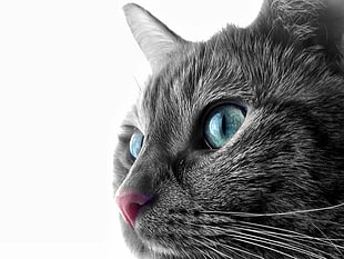 grey cat, cat HD wallpaper