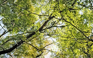 photography of green leaf trees during daytime