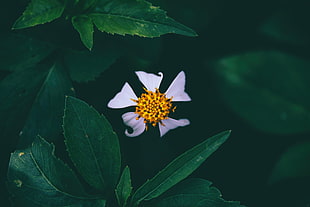 white petaled flower, Flower, Closeup, Bud