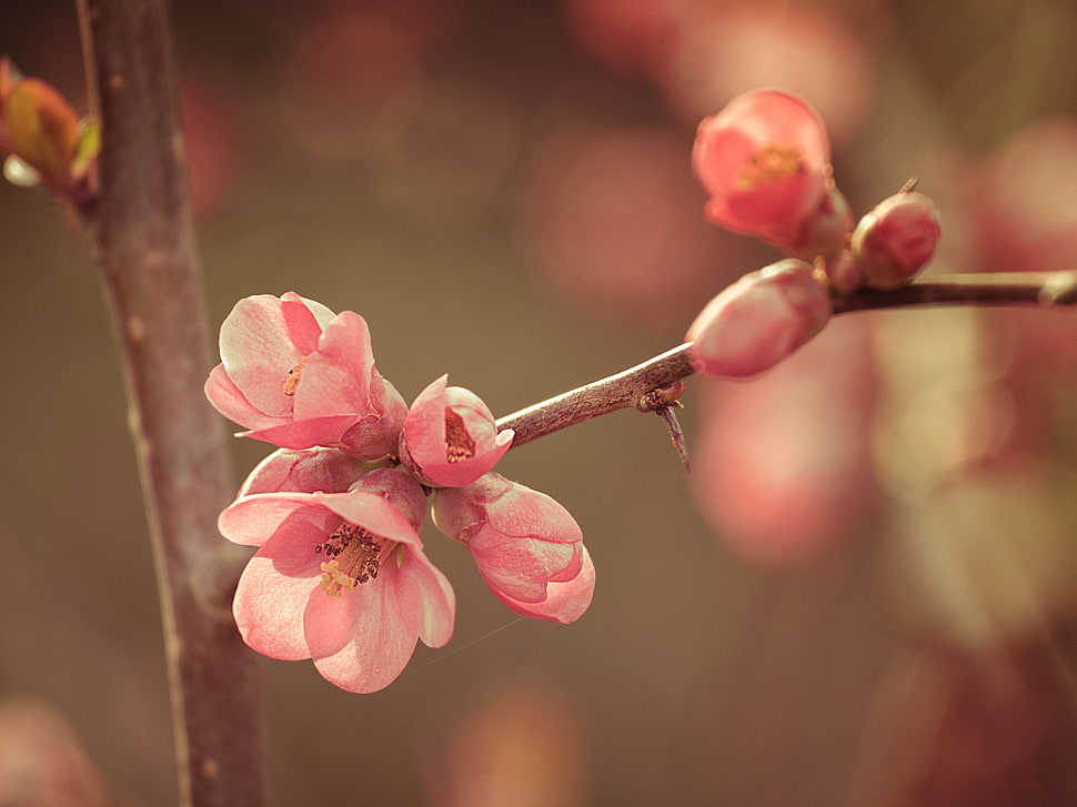 closeup photography of pink and white Cherry Blossom flower HD wallpaper