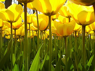 yellow tulips flowers