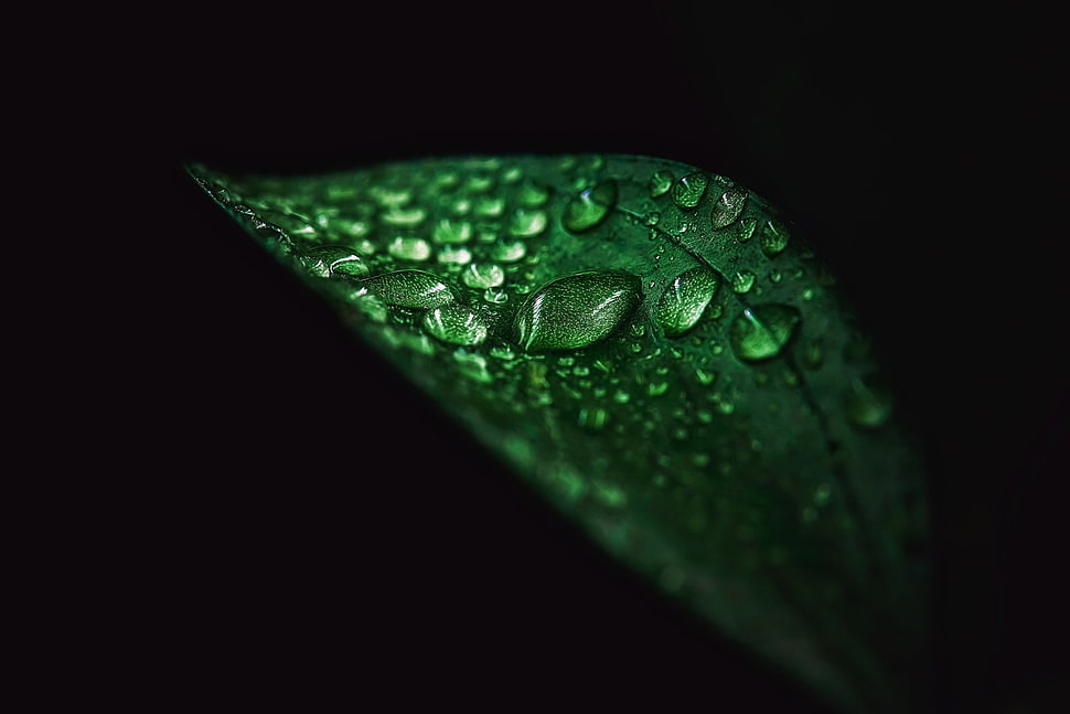 green leafed plant with water dew, leaves, water drops, water, green HD wallpaper