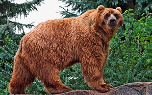 brown Grizzly bear HD wallpaper