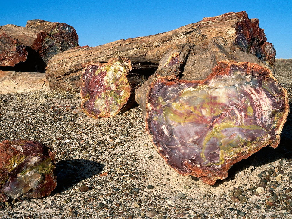 tree log, trees, rock HD wallpaper