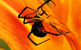 black Widow on orange flower HD wallpaper