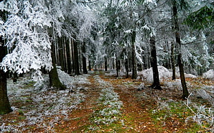 pathway surrounded with pine tree