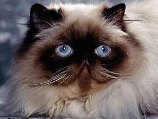adult persian cat HD wallpaper