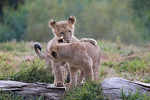 two brown tiger cubs