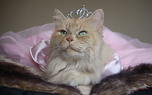brown cat with silver tiara