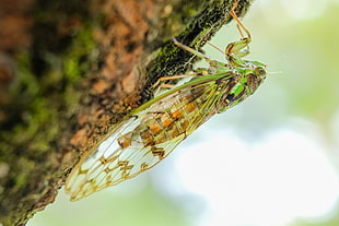 macro photography of green grasshopper on tree